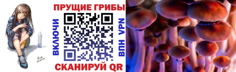 Псилоцибиновые грибы Cubensis Купить закладки Биробиджан